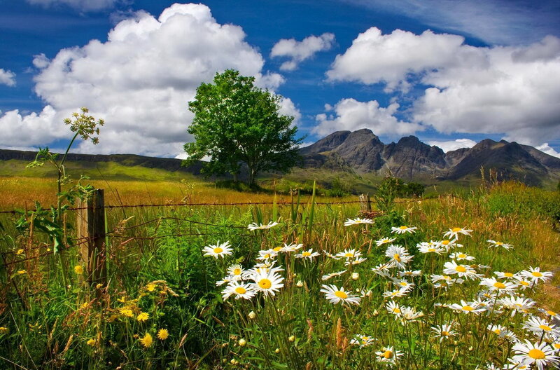 Daisies in a Field — Green, Serene, Afternoon, Photograph, Mountains