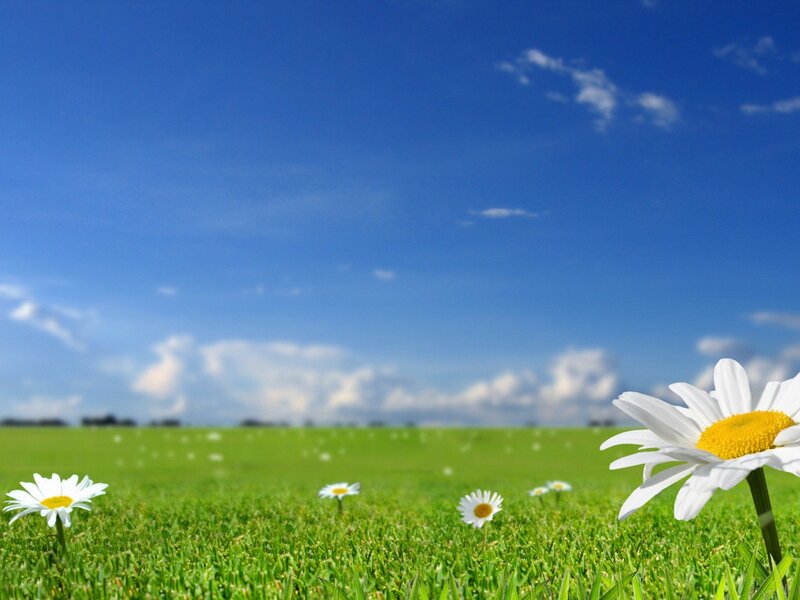 Daisies in a Field — Green, Serene, Afternoon, Photograph, Sky, Clouds, Blue