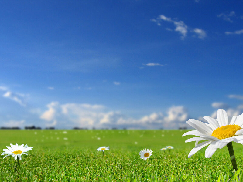 Daisies in a Field — Green, Serene, Afternoon, Photograph, Sky