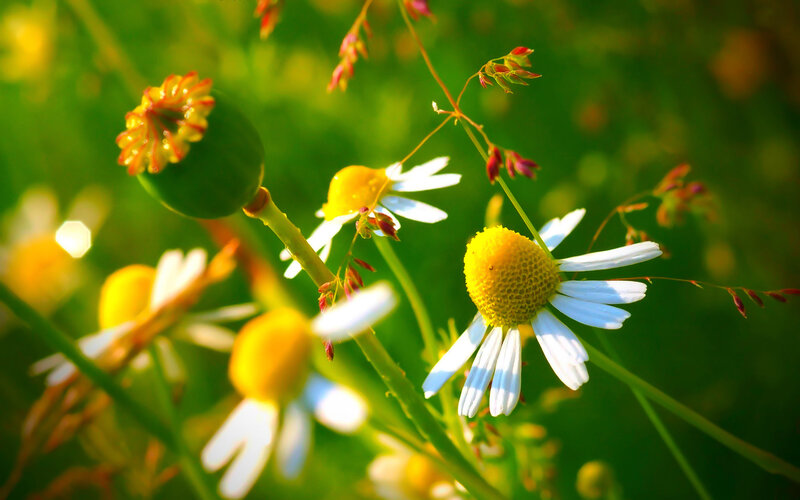 Daisies in a Field — Green, Serene, Afternoon, Photograph