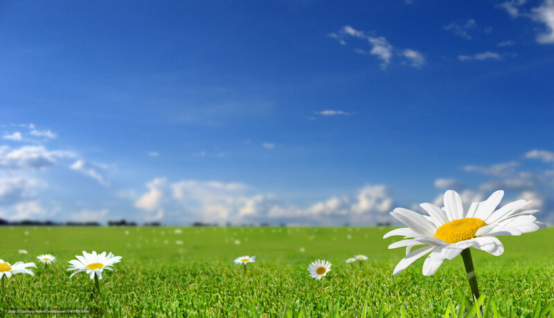Daisies in a Field — Green, Serene, Afternoon