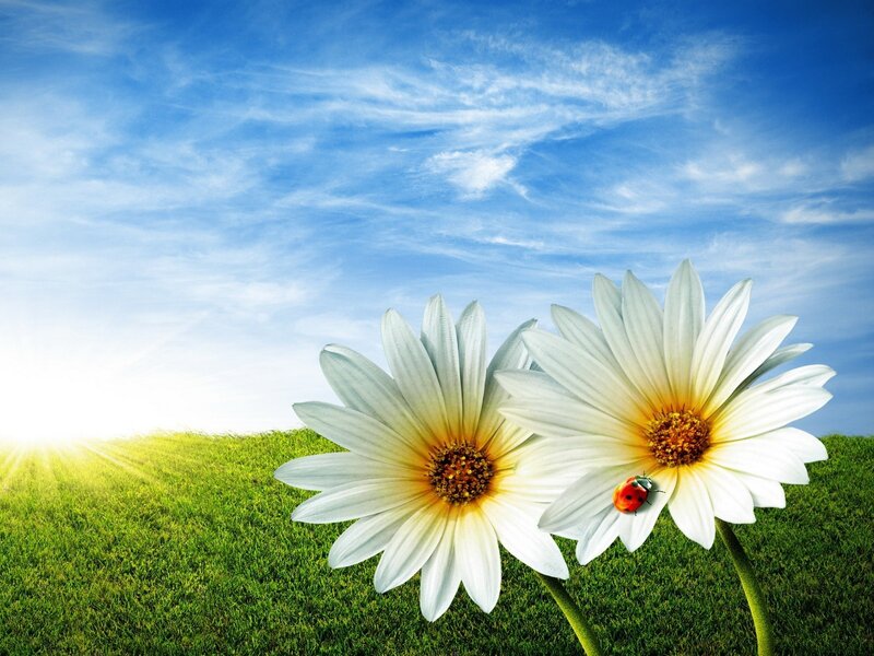 Daisies in a Field — Green, Serene, Morning, Photograph, Ladybug