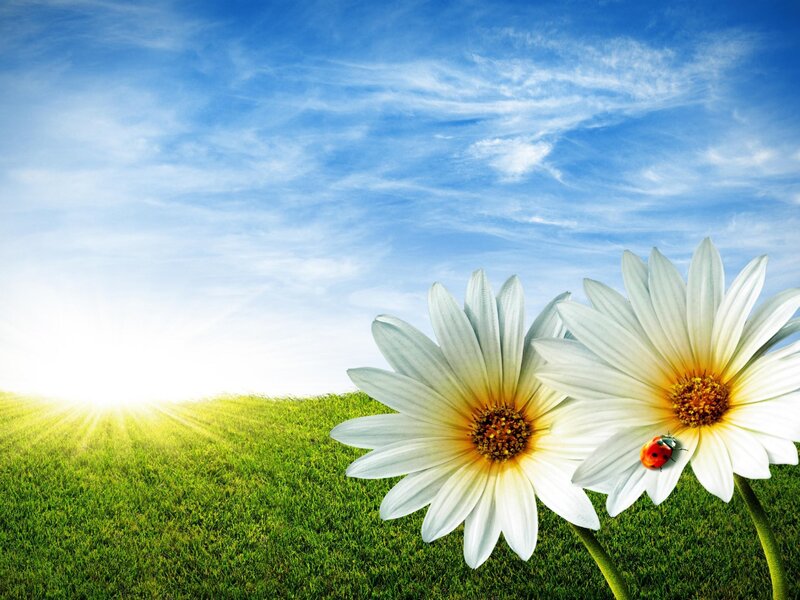 Daisies in a Field — Green, Serene, Morning, Photograph, Sun, Ladybug, Grass, Blue