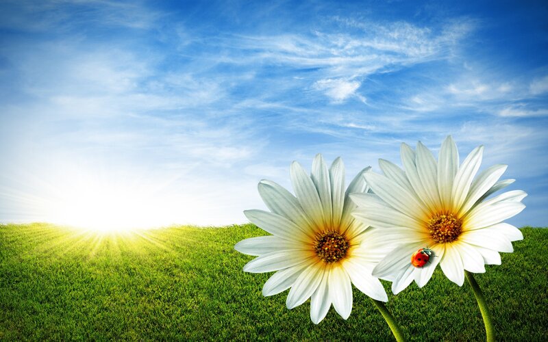 Daisies in a Field — Green, Serene, Morning, Photograph, Sun, Ladybug, Grass