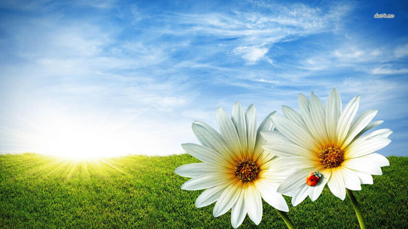 Daisies in a Field — Green, Serene, Morning, Photograph, Sun, Ladybug