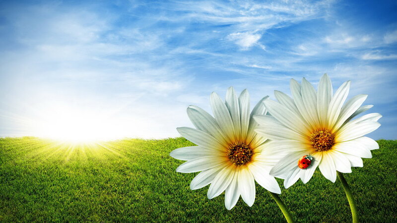 Daisies in a Field — Green, Serene, Morning, Photograph, Sun