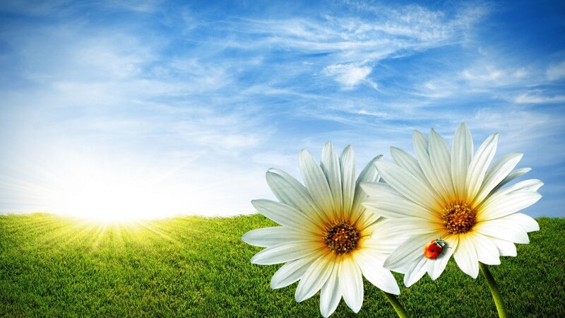 Daisies in a Field — Green, Serene, Morning, Photograph