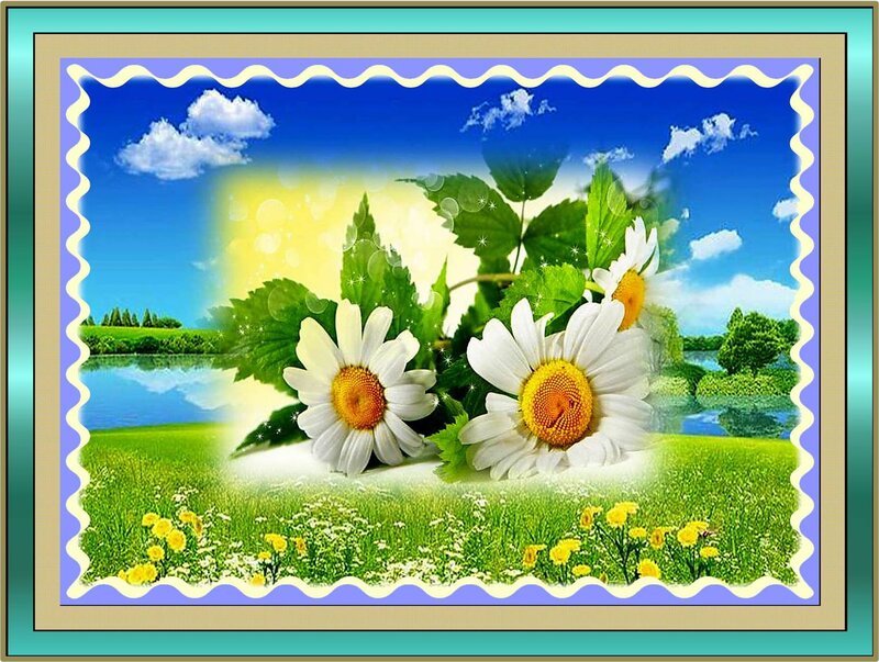 Daisies in a Field — Green, Serene, Morning