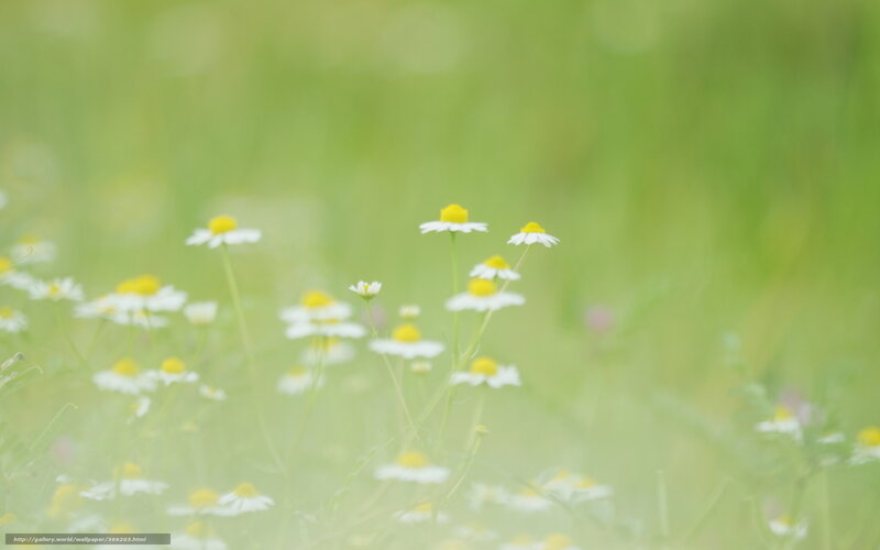 Daisies in a Field — Green, Serene, Spring, Photograph, Flowers, Grass