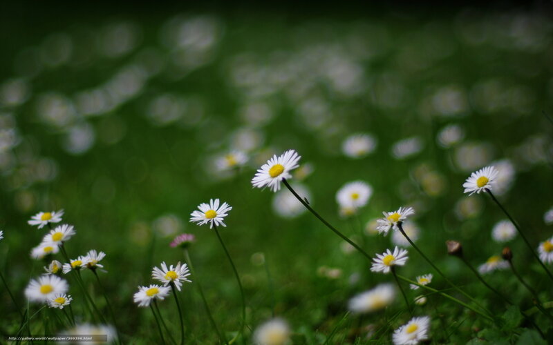 Daisies in a Field — Green, Serene, Spring, Photograph, Grass, Flowers