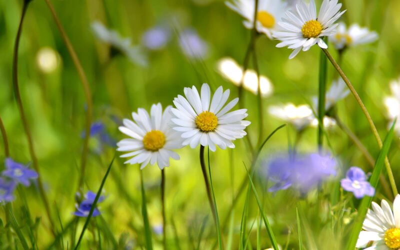 Daisies in a Field — Green, Serene, Spring, Photograph, Grass