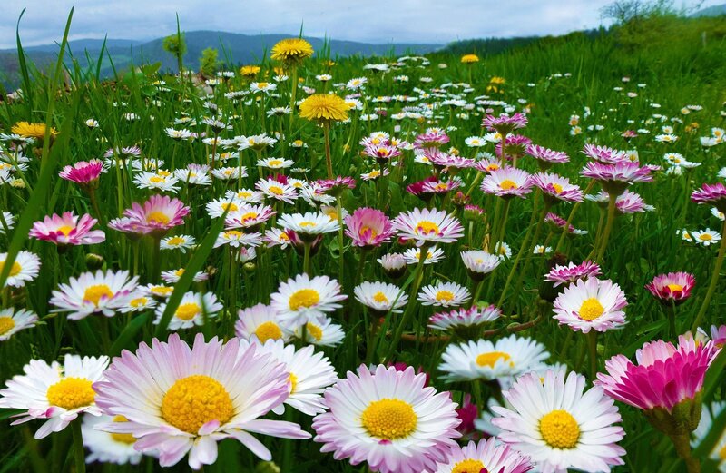 Daisies in a Field — Green, Serene, Spring, Photograph