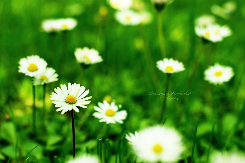 Daisies in a Field — Green, Serene, Spring