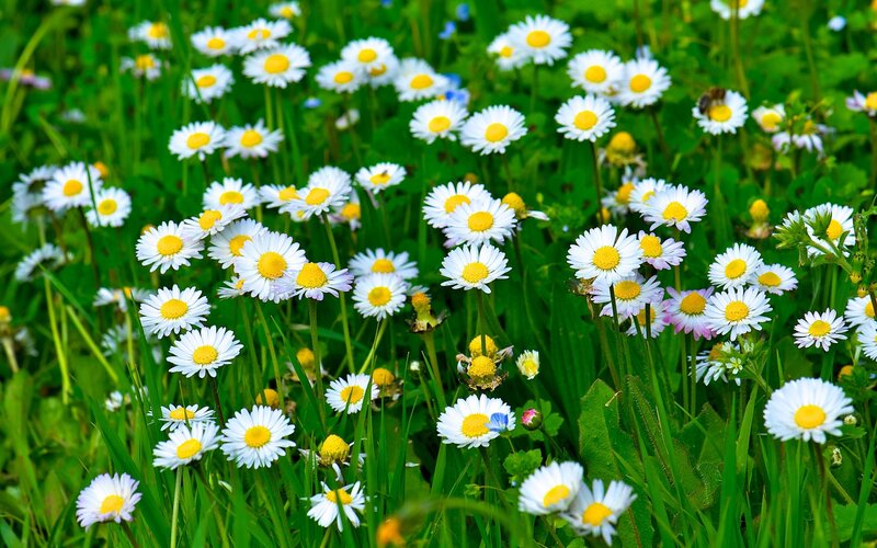 Daisies in a Field — Green, Serene, Summer