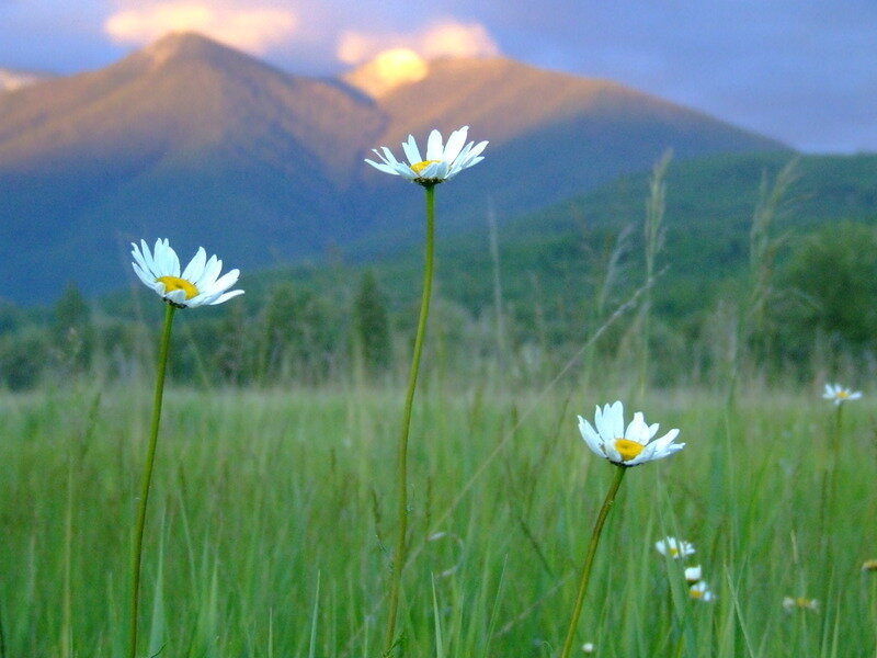 Daisies in a Field — Green, Serene, Sunset