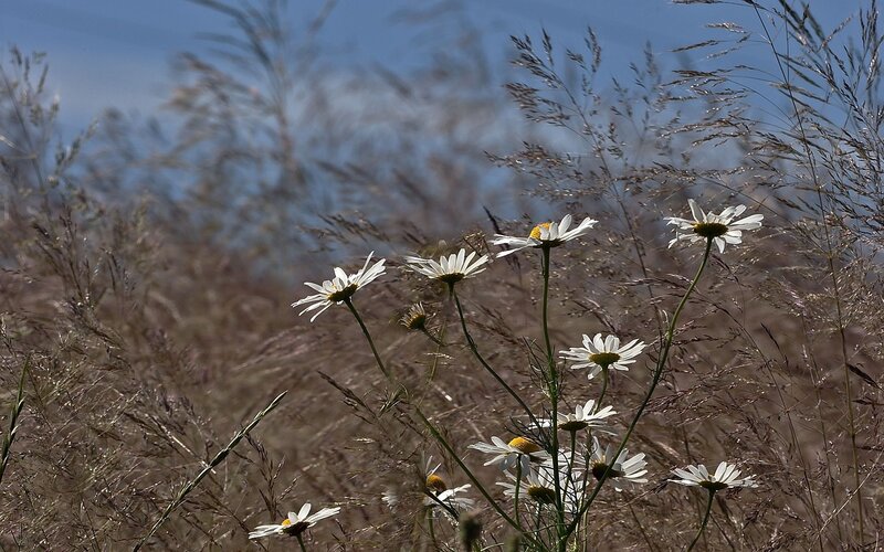 Daisies in a field of grass