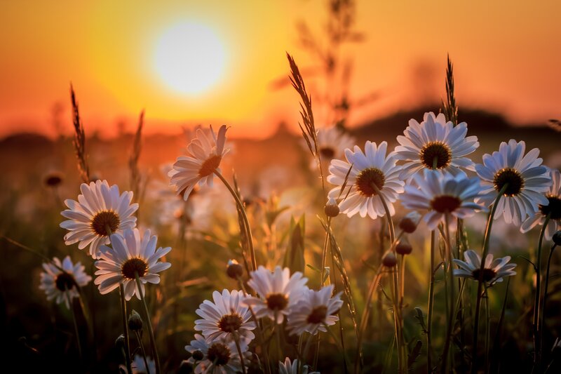Daisies in a Field — Orange, Serene, Sunset, Photograph, Sun, Grass, Sky