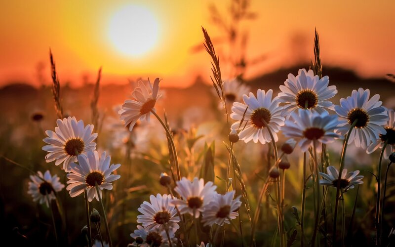 Daisies in a Field — Orange, Serene, Sunset, Photograph