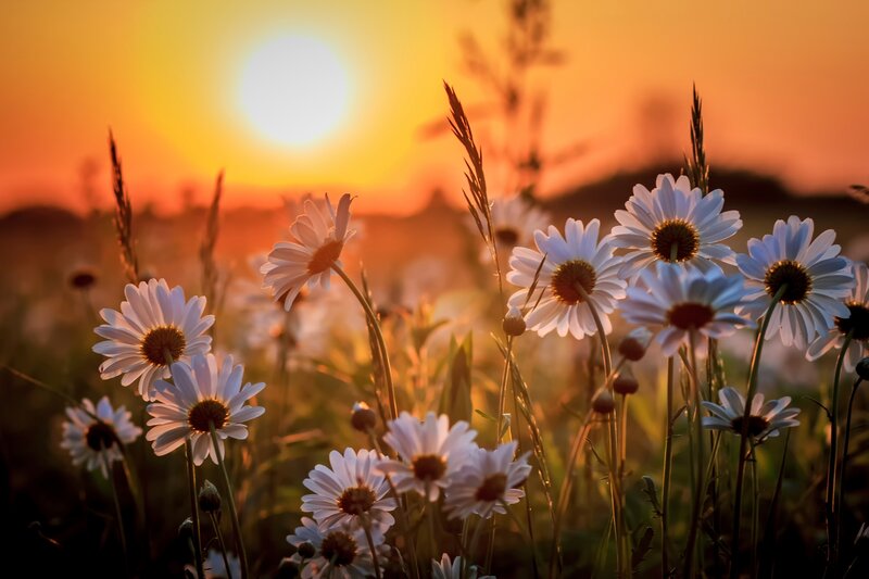 Daisies in a Field — Orange, Serene, Sunset