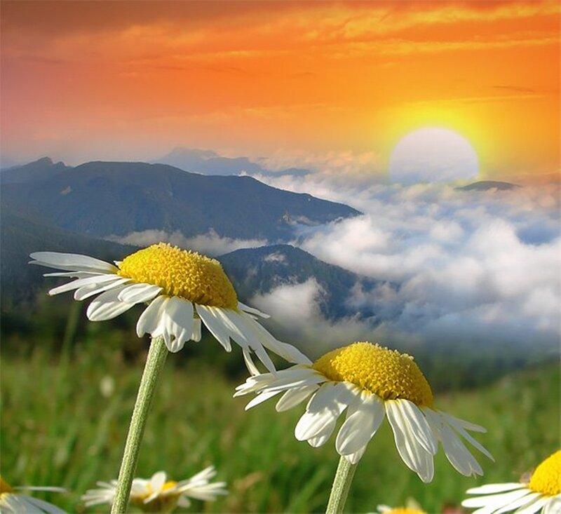 Daisies in a Field — Orange, Serene