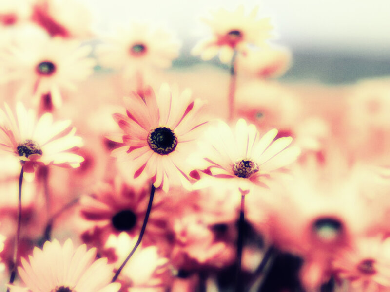 Daisies in a Field — Pink, Serene, Afternoon