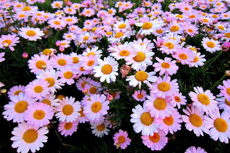 Daisies in a Field — Pink, Serene, Spring