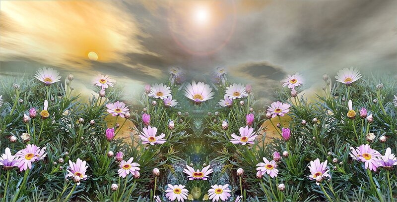 Daisies in a Field — Pink, Serene, Sunset