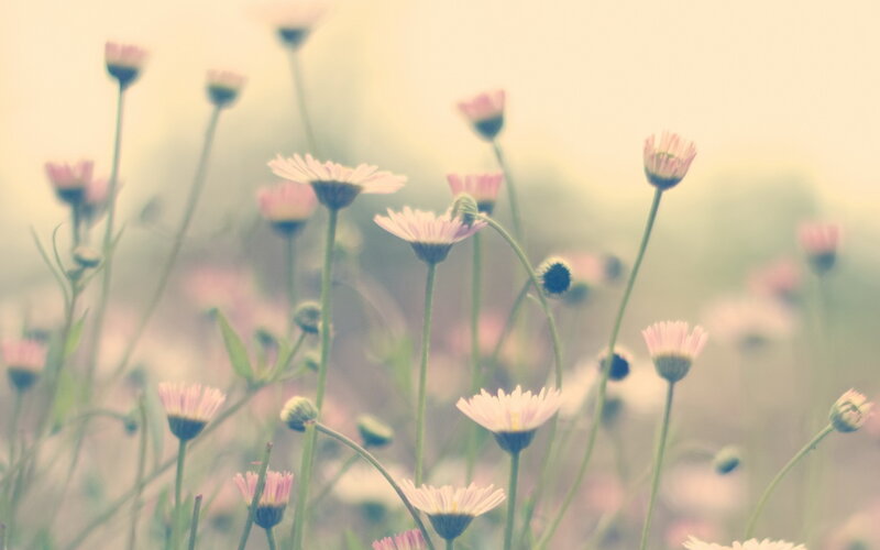 Daisies in a Field — Pink, Serene