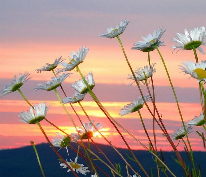 Daisies in a Field — Pink