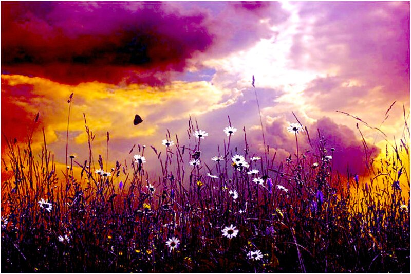 Daisies in a Field — Purple, Dramatic