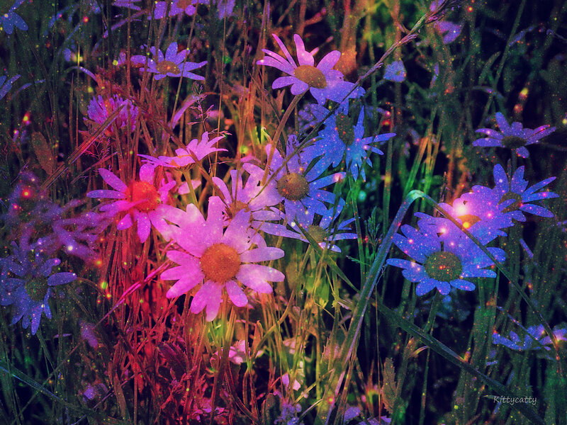 Daisies in a Field — Purple, Dreamy