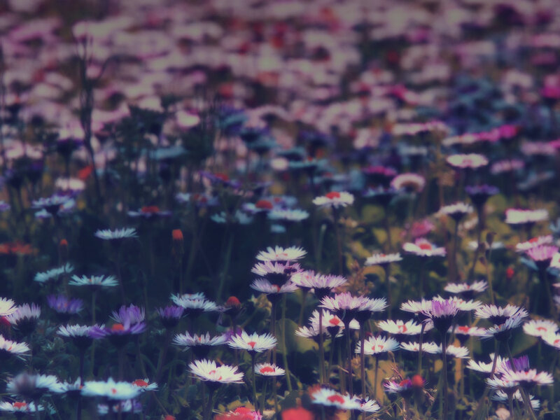 Daisies in a Field — Purple