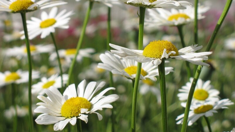 Daisies in a Field — Serene, Flowers