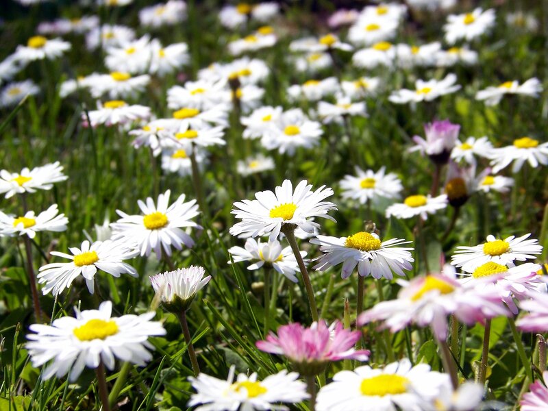 Daisies in a Field — Serene, Grass