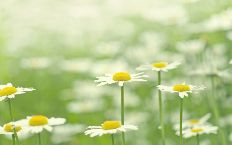 Daisies in a Field — Serene, Spring