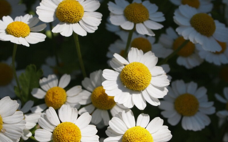Daisies in a Field — White, Calm, Afternoon, Photograph, Flowers, Stems