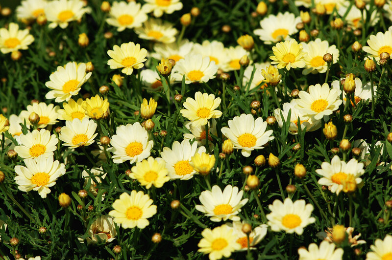 Daisies in a Field — White, Calm, Afternoon, Photograph, Flowers