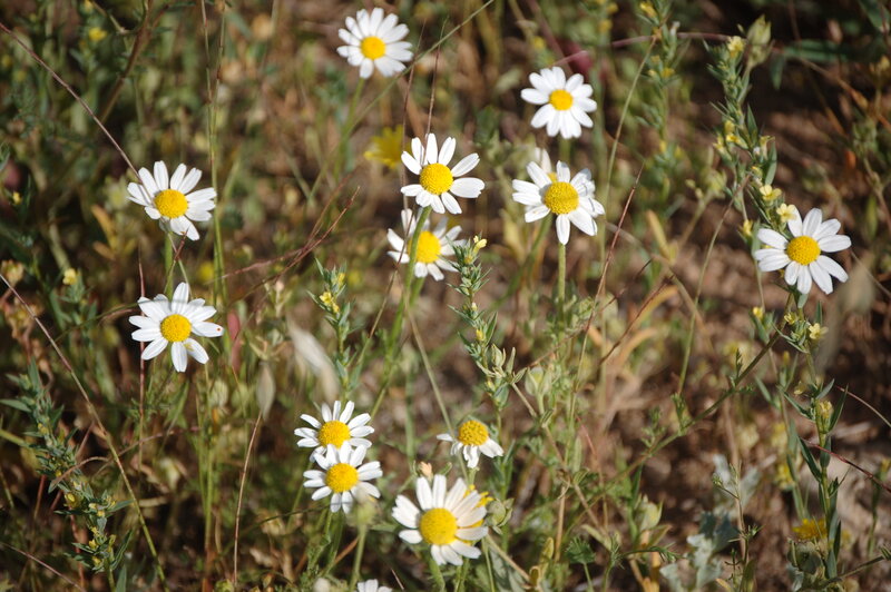 Daisies in a Field — White, Calm, Afternoon