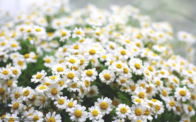 Daisies in a Field — White, Calm, Photograph