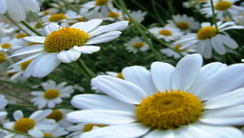 Daisies in a Field — White, Calm, Spring, Photograph, Flowers