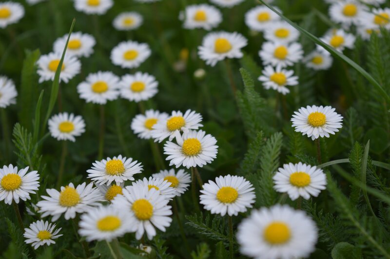 Daisies in a Field — White, Calm, Spring, Photograph, Grass