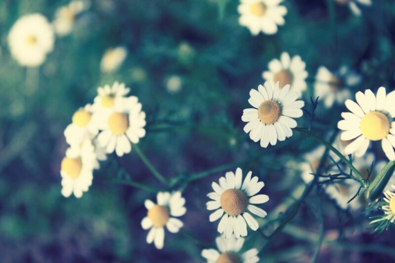 Daisies in a Field — White, Calm, Spring, Photograph