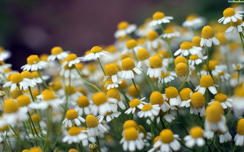 Daisies in a Field — White, Calm, Spring