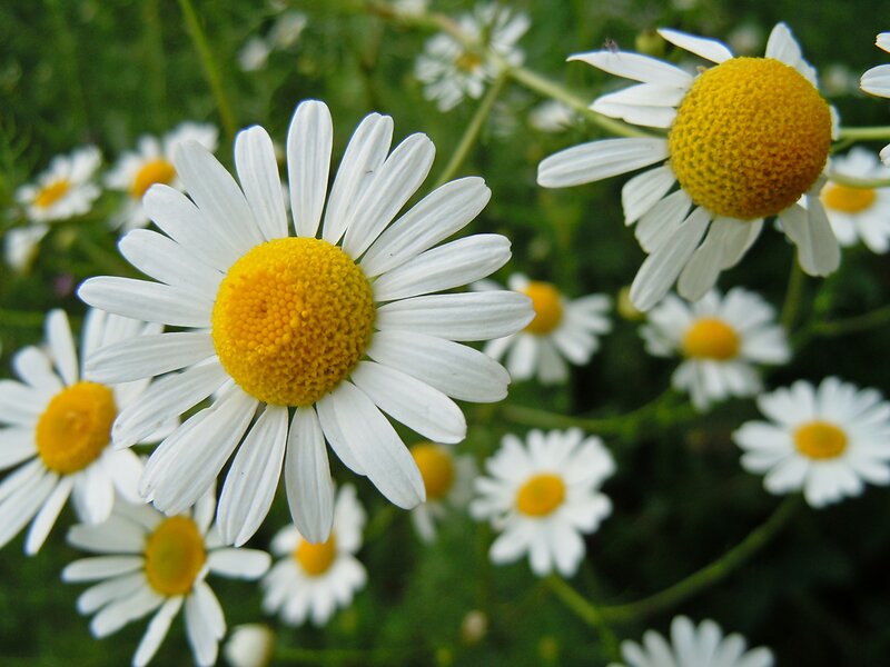 Daisies in a Field — White, Calm, Summer, Photograph, Flowers
