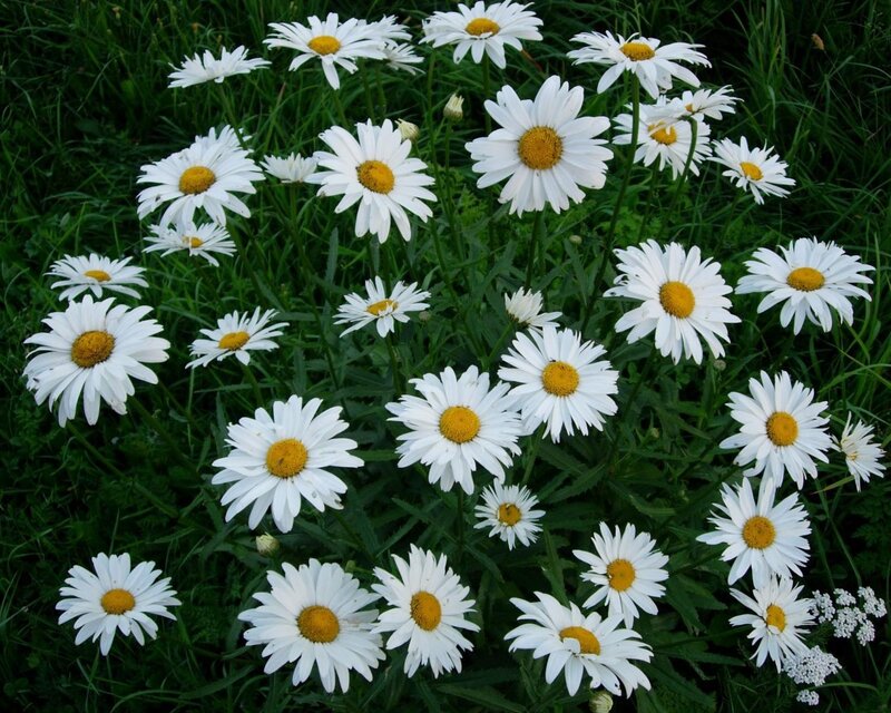 Daisies in a Field — White, Calm, Summer, Photograph, Grass