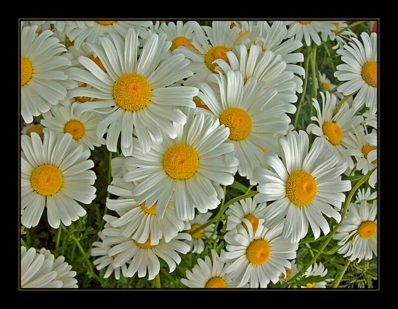 Daisies in a Field — White, Calm, Summer, Photograph