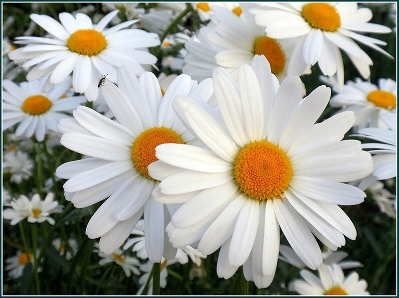Daisies in a Field — White, Calm, Summer
