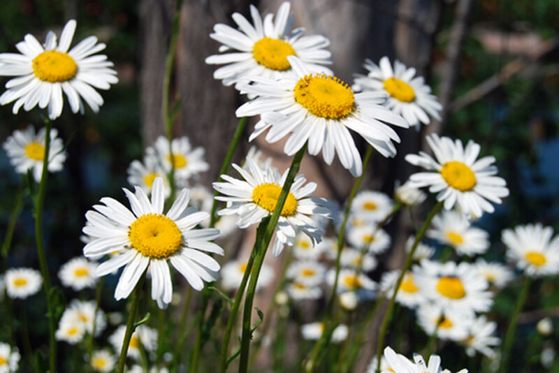 Daisies in a Field — White, Calm