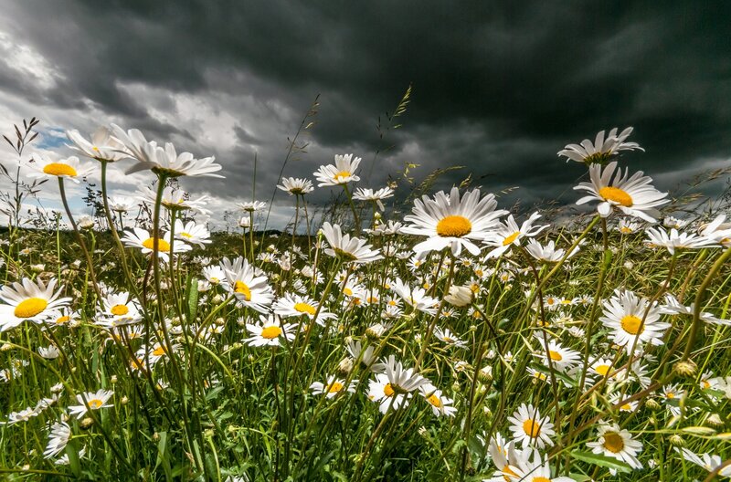 Daisies in a Field — White, Dramatic, Afternoon, Photograph, Flowers