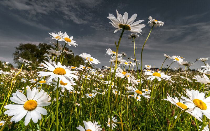 Daisies in a Field — White, Dramatic, Afternoon, Photograph